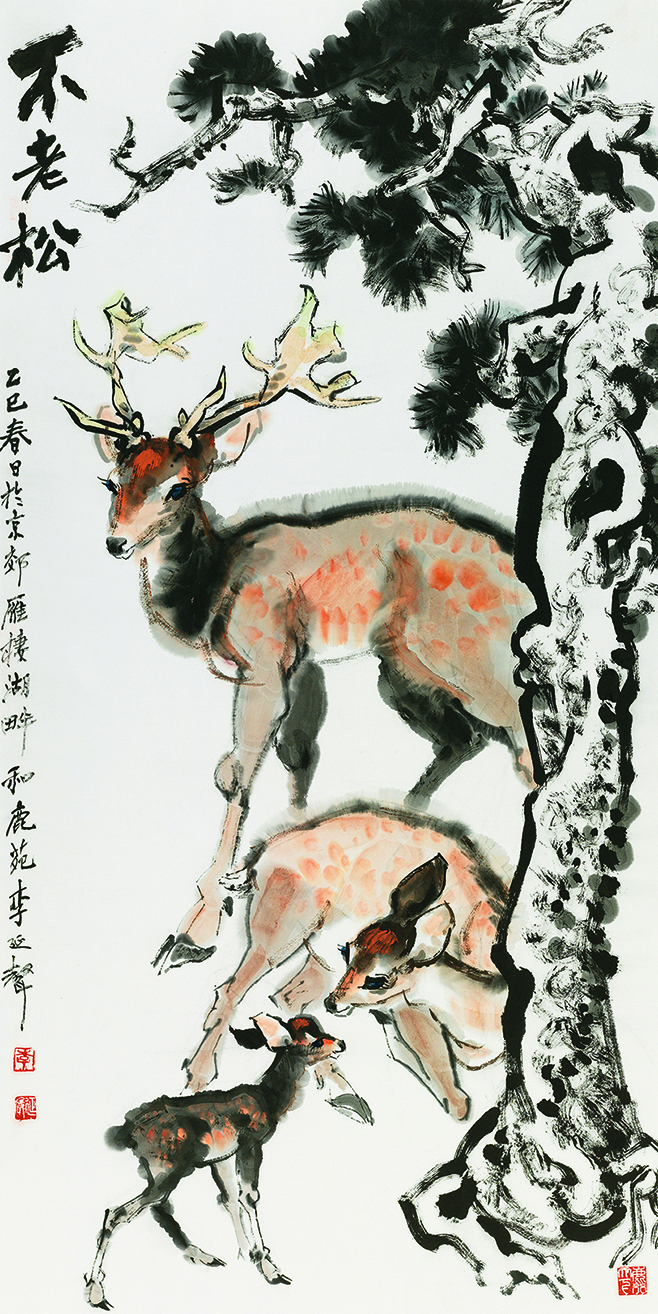 不老松